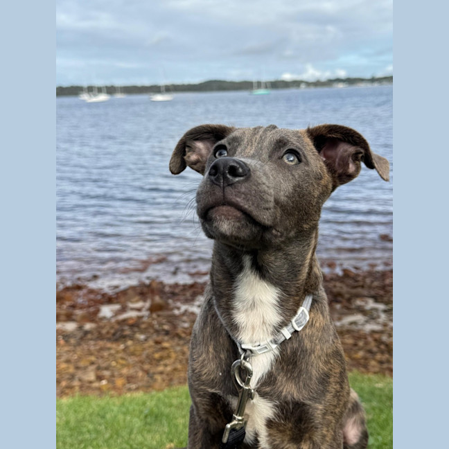 Photo of Marvin   6 Month Old Cattle Dog X Staffy