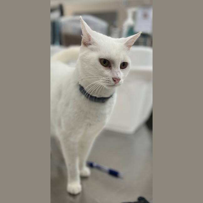 Photo of Moffy (0899)