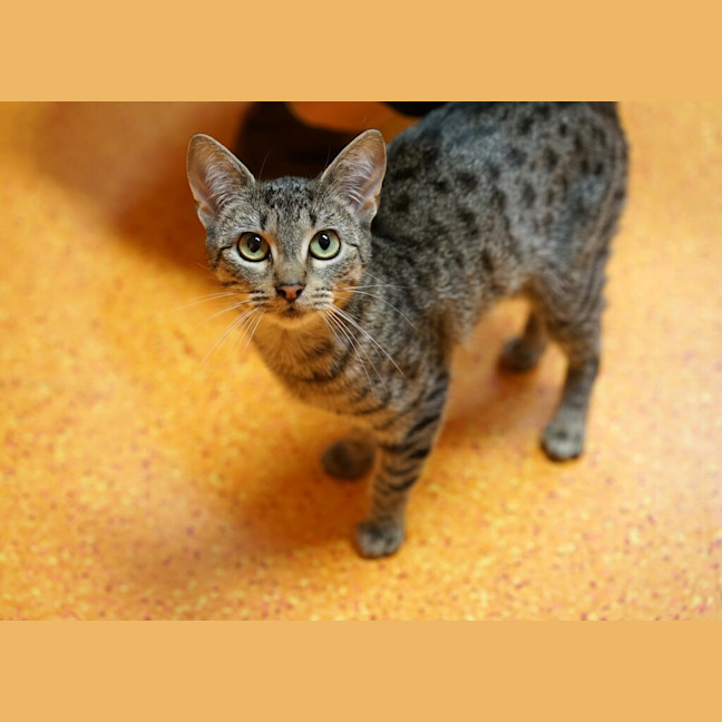 Photo of Coco