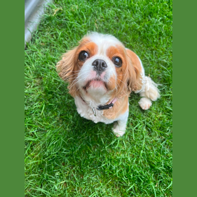 Photo of Loyal Miss Paris