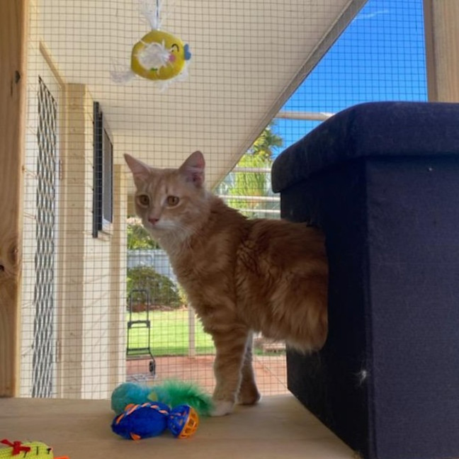 Photo of Nacho (Ginger)