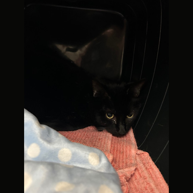 Photo of Georgie And Mr Biscuit