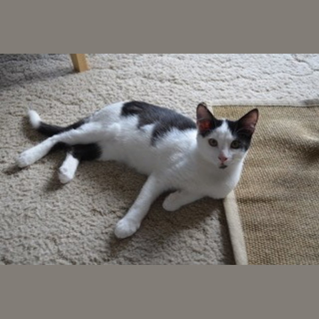 Photo of Oscar   4 Month Old Domestic Medium Hair