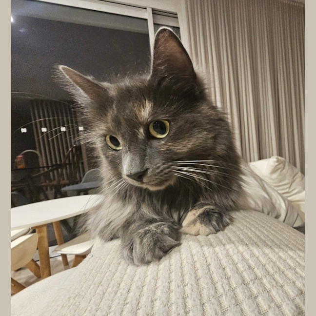 Photo of Sheba **2nd Chance Cat Rescue**