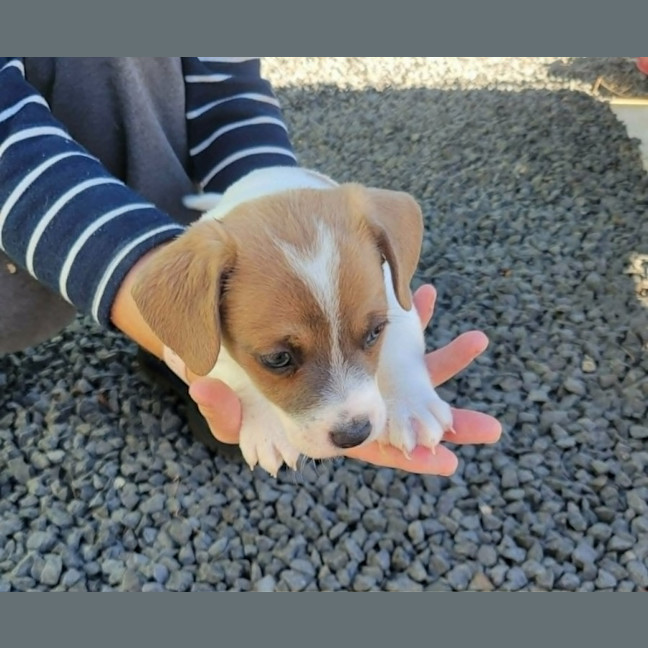 Photo of Barney