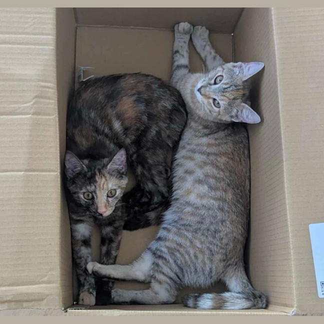 Photo of Willow & Dream 