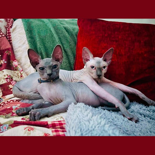 Photo of Luna And Lylah