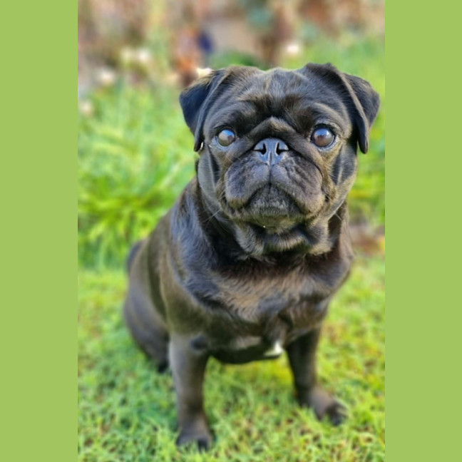 Photo of Lulu 