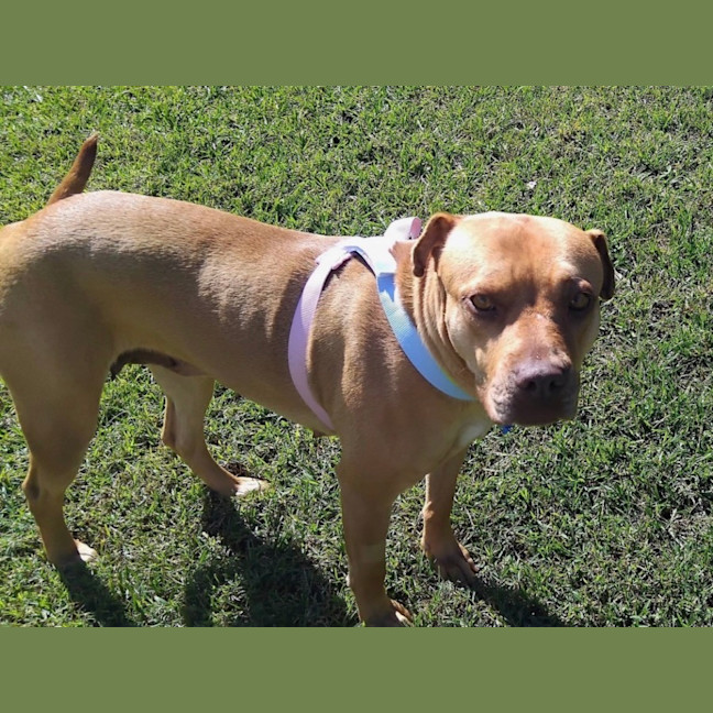 Photo of Goldie