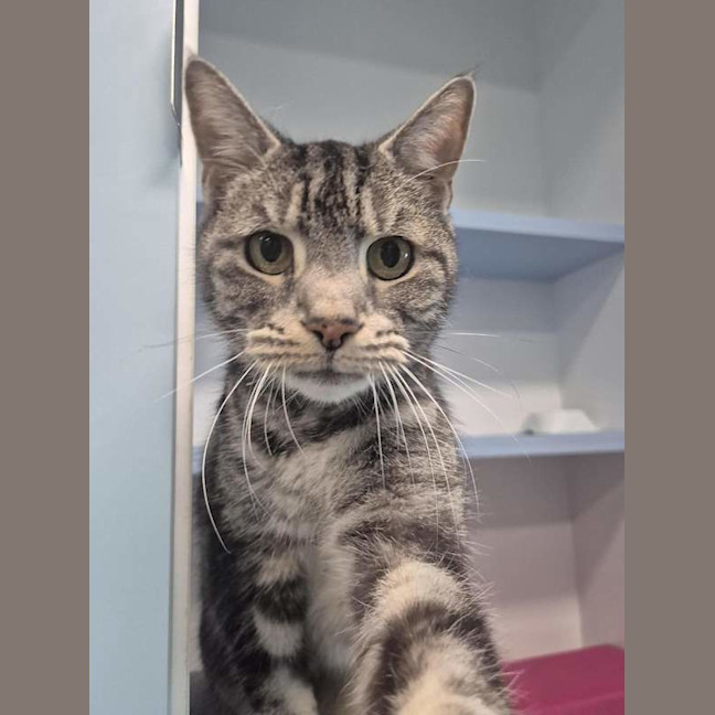 Photo of Zelda