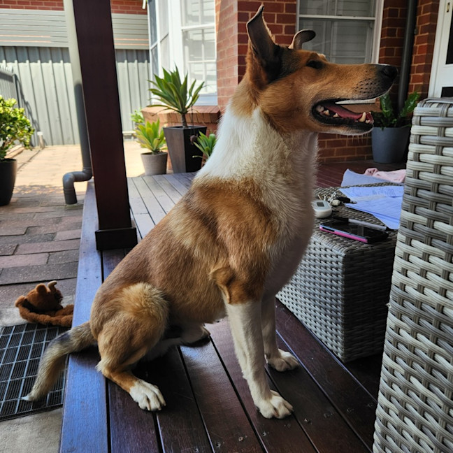 Photo of Jock