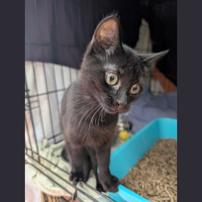 Photo of Kiki