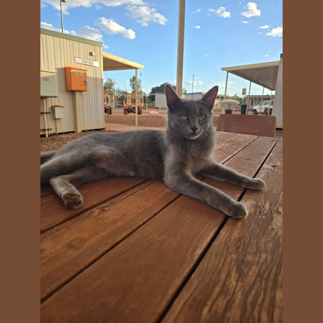 Photo of Misty