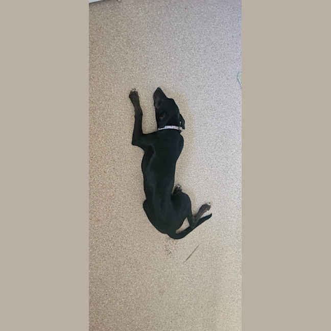 Photo of Timmy   4 Month Old Kelpie X