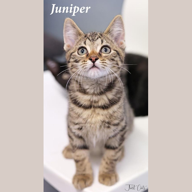 Photo of Juniper