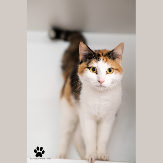 Photo of Pebbles