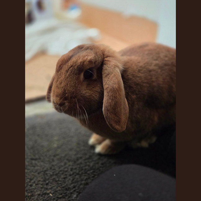 Photo of Raisin