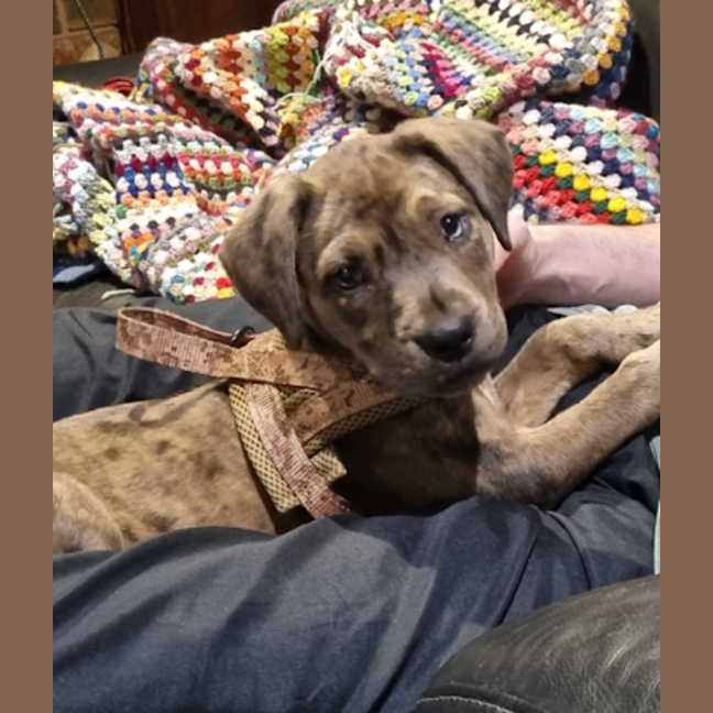 Photo of Freyja