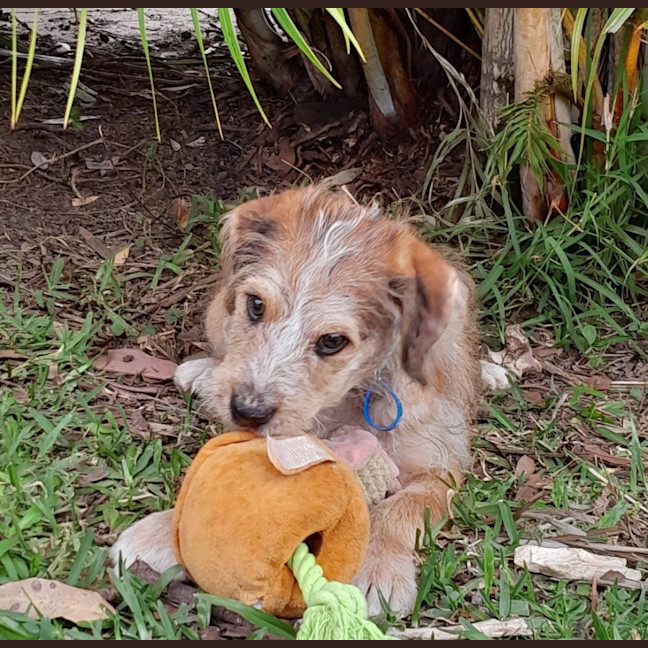 Photo of Mustard
