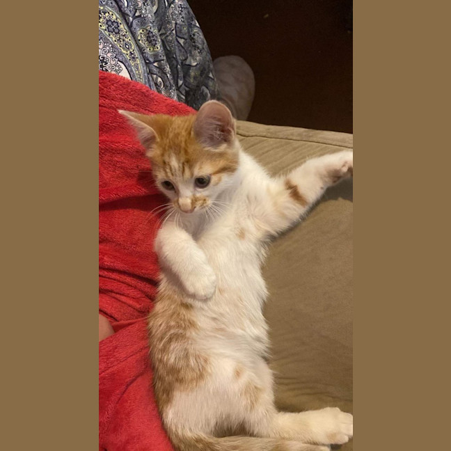 Photo of Scamp