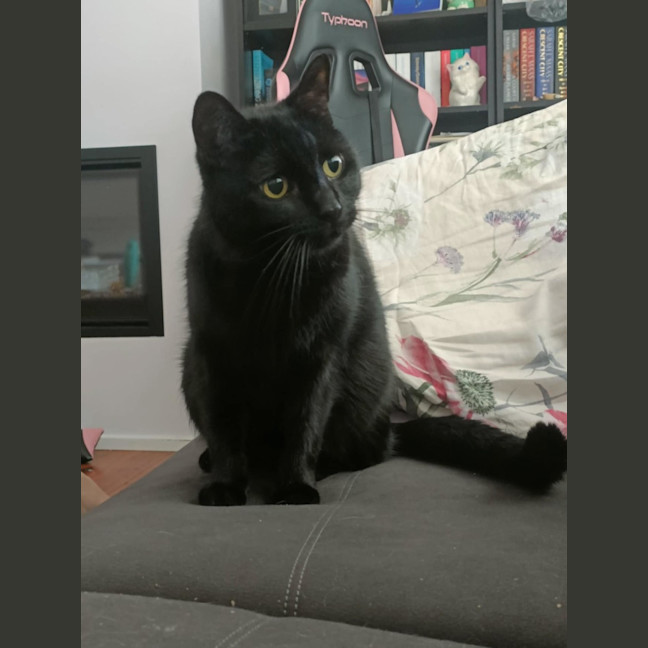 Photo of Winston   13 Year Old Domestic Short Hair