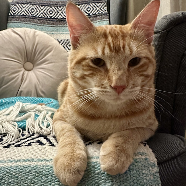 Photo of Kit Kat