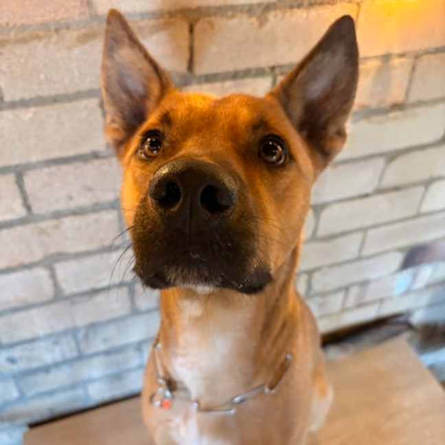 Photo of Ranger *$250 Adoption Fee*