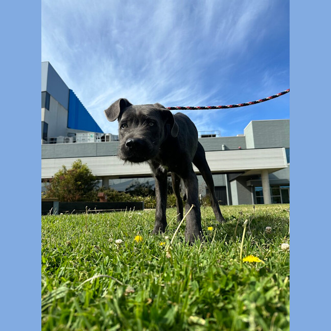Photo of Loyal