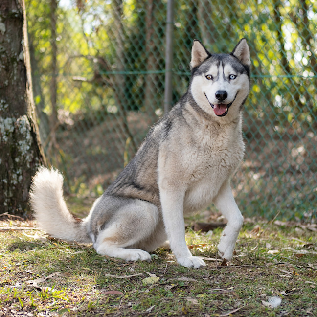 Bishop - Large Male Siberian Husky Mix Dog in QLD - PetRescue