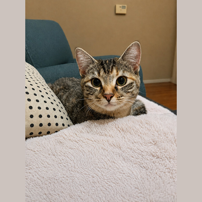 Photo of Amelia   In Foster Care In Templestowe