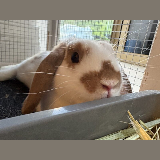 Photo of Bikky