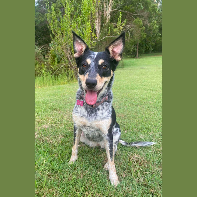 Photo of Bindi