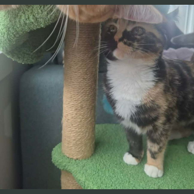 Photo of Tulip