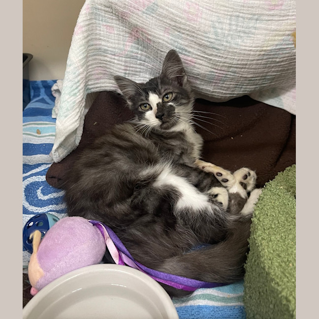 Photo of Pickles