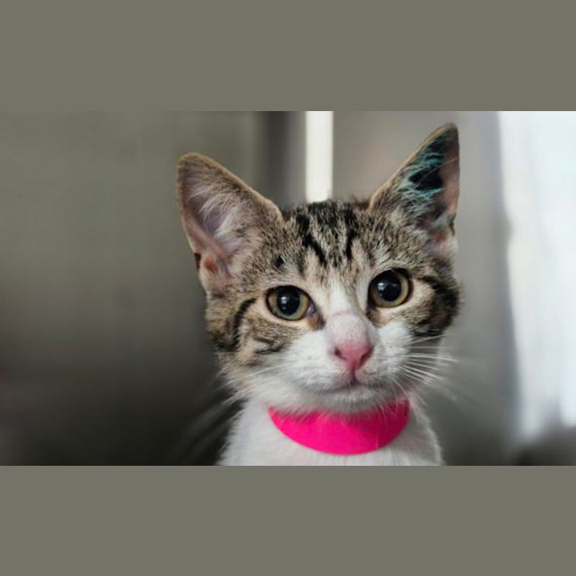 Photo of Argyle