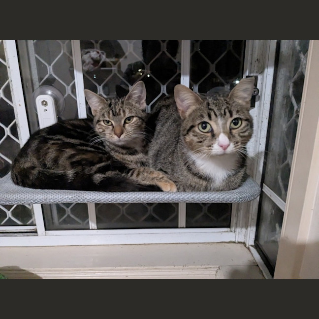 Photo of Miette And Blossom