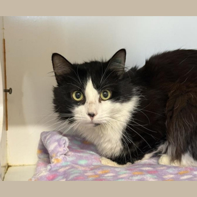 Photo of Figaro