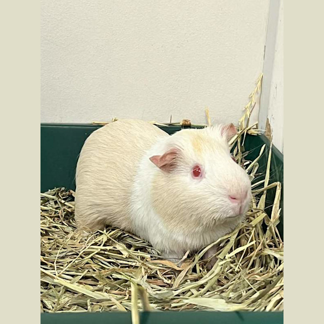 Photo of Krillin