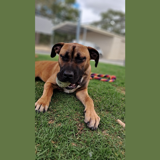 Photo of Rocky