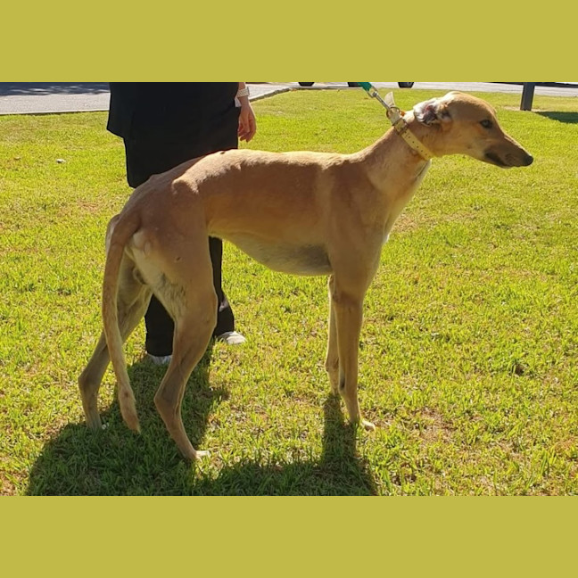 Photo of Hollandaise Sauce