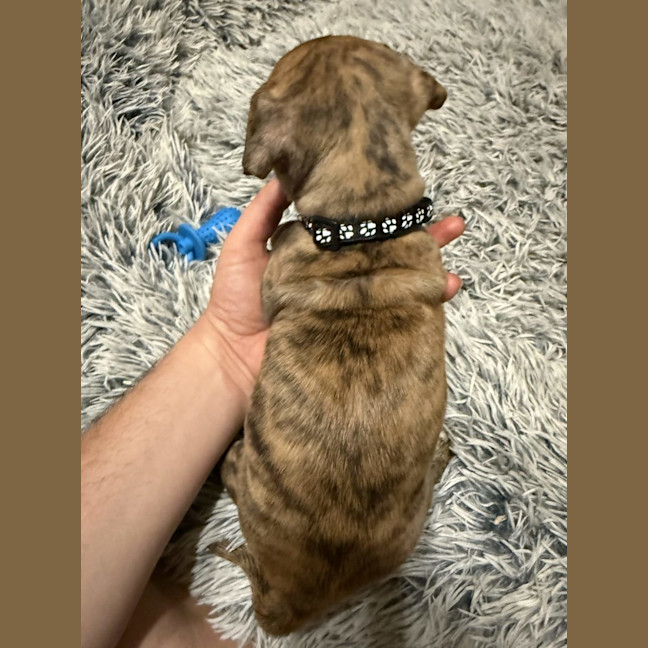 Photo of Collar Black