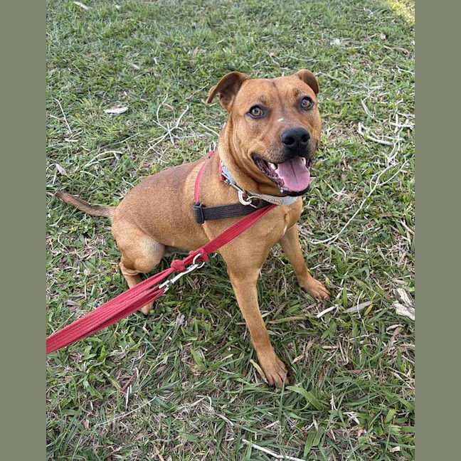 Photo of Trigger
