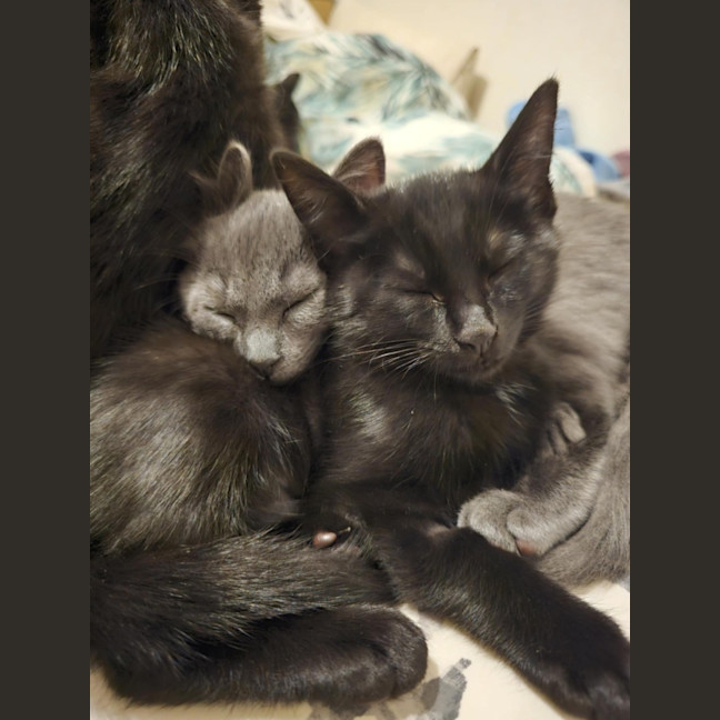 Photo of Wagga Meet Me@Petstock Keysborough 