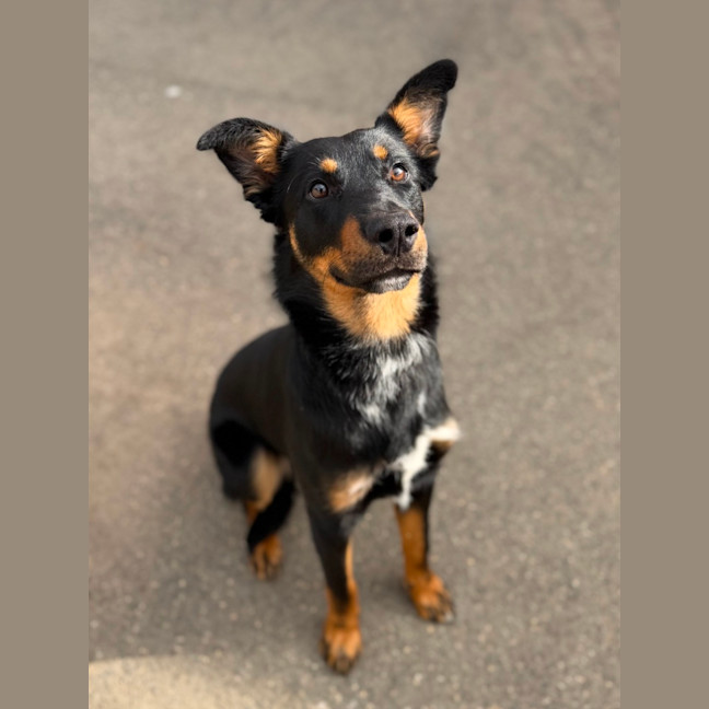 Photo of Diesel