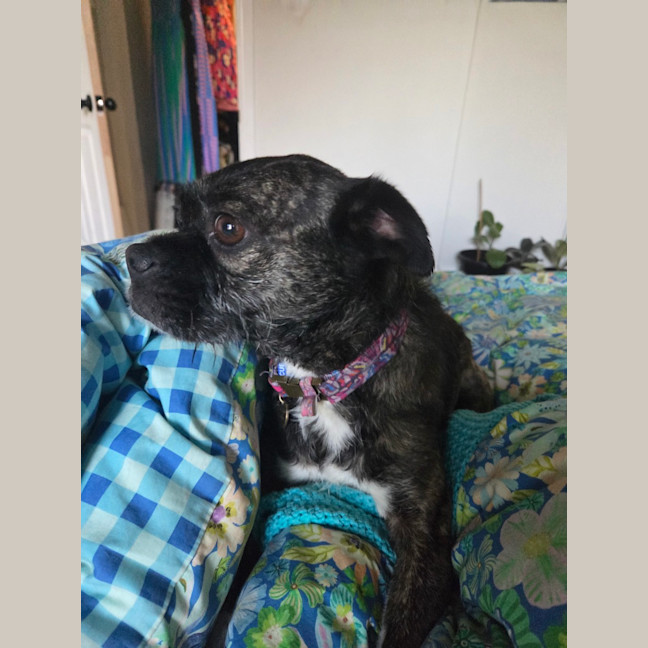 Photo of Luna   6 Year Old Boston Terrier X Pug