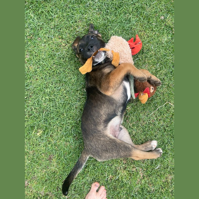 Photo of Raider