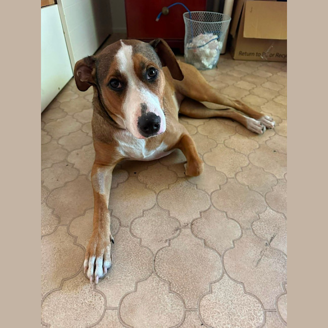 Photo of Honey