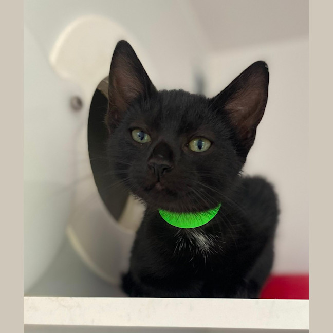 Photo of Mongi (0009)