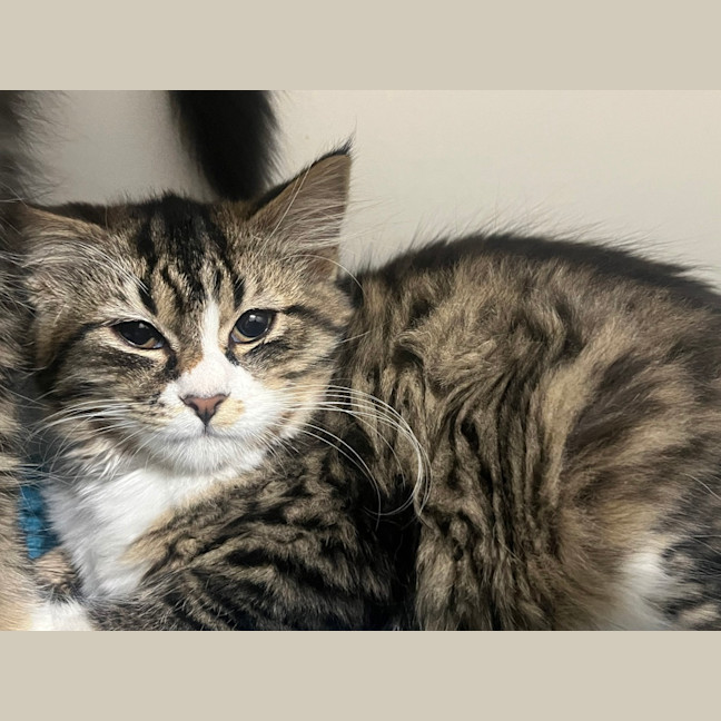Photo of Sticky Bun