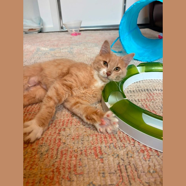 Photo of Ember (Was Creamy)